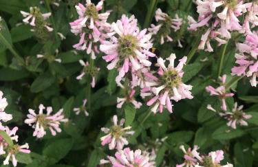 Catherine Hill House Grade 2 Listed Apartment, Frome - Foto 44