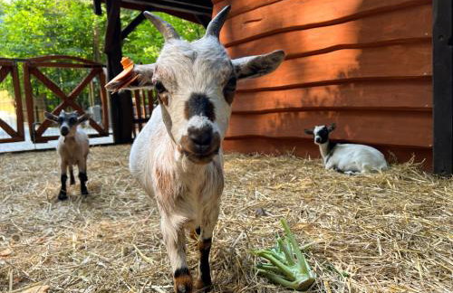 Hotel & SPA Czarny Groń - Foto 29