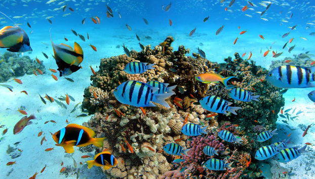 Fundo do mar da Ilha Giftun