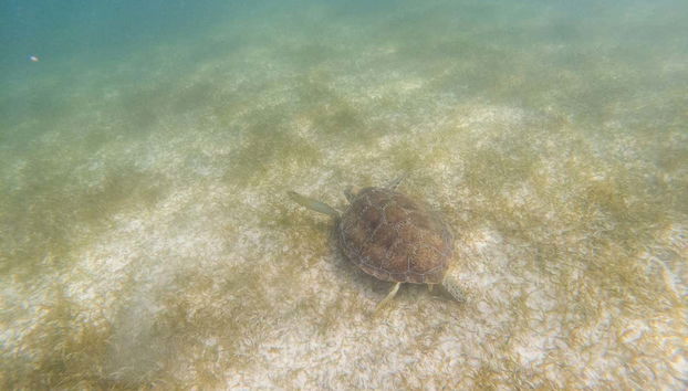 Vista de uma tartaruga-marinha em seu hábitat natural