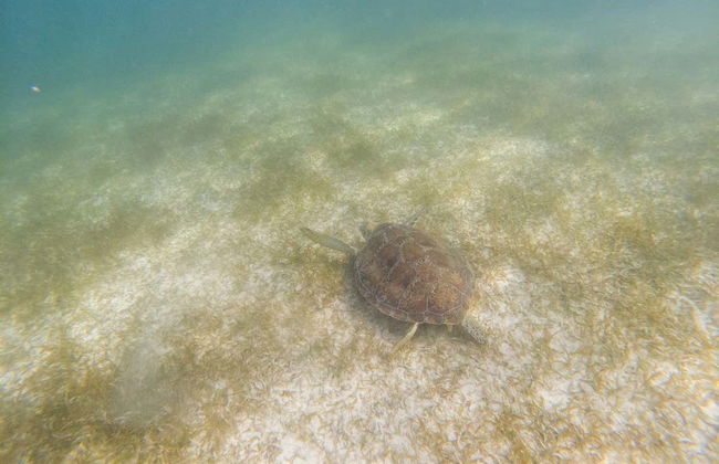 Nado con tortugas en la bahía de Akumal - Foto 4