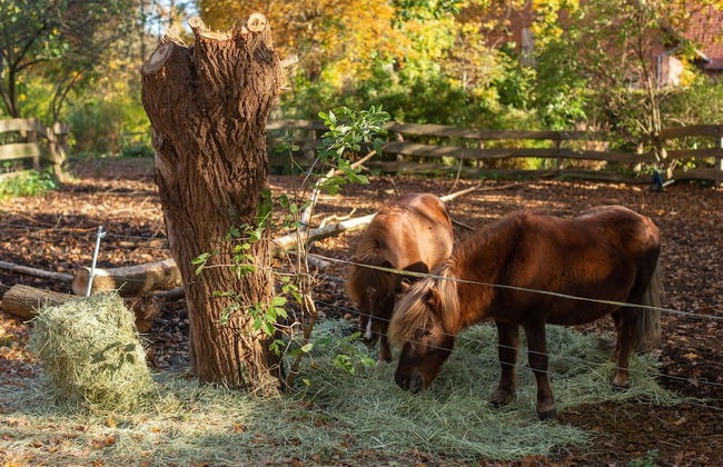 Historic Farmhouse in Hohnebostel With Garden Near Lake - Foto 78