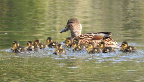 Finlaystone Barns - Foto 3