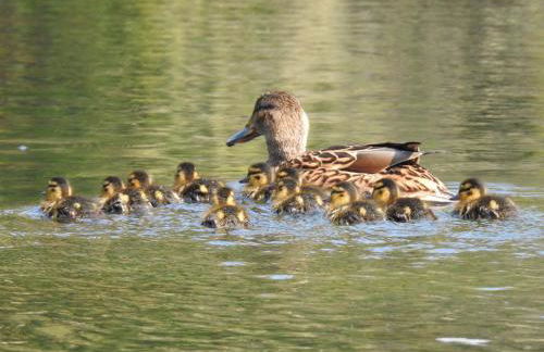 Finlaystone Barns - Foto 3