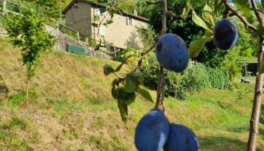 All ' ombra del lauro - Foto 3