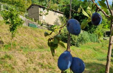 All ' ombra del lauro - Foto 3