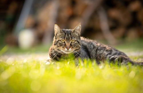 Appartamento sulle colline del Sangiovese - Foto 61