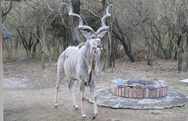 Kruger Cottage - Foto 31