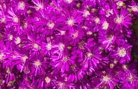 La Esperanza - Foto 42