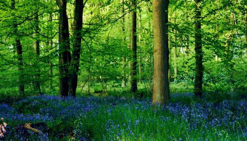 Soulton Hall - Foto 4