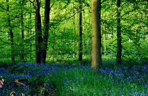 Soulton Hall - Foto 4