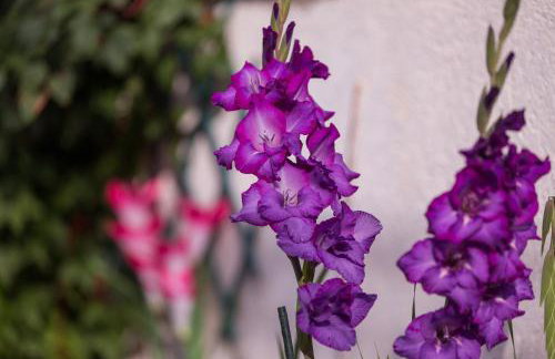 Apartments Kastelani - Photo 26