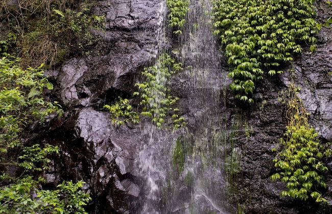 Nimbin Waterfall Retreat - Photo 35