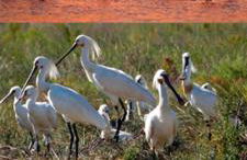 Casa SYANOA, playas de Doñana - Foto 26