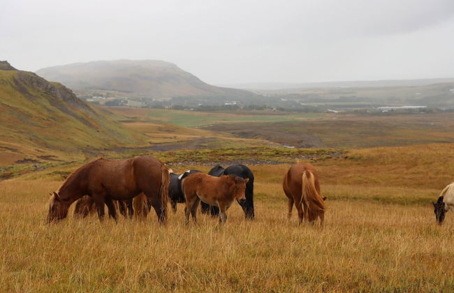 Hólakot Cabin In Golden Circle - Foto 39