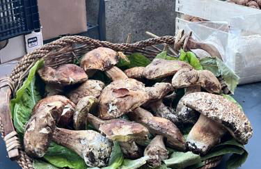 Maison Amiata - Foto 42