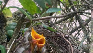 Cottage chaleureux au cœur des Monts de Flandres - Foto 5