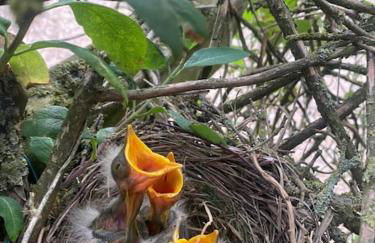 Cottage chaleureux au cœur des Monts de Flandres - Foto 5