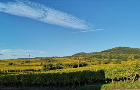 Cocon de caractère au cœur des vignes Alsaciennes - Foto 33