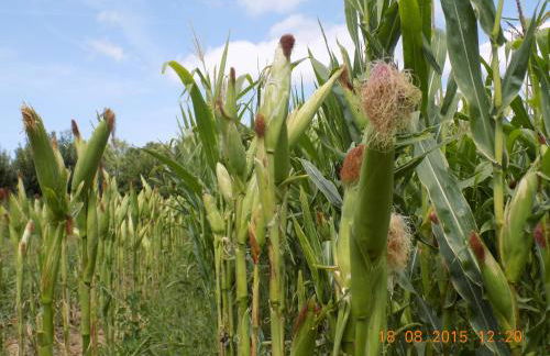 Casarao dos Reis - Foto 24