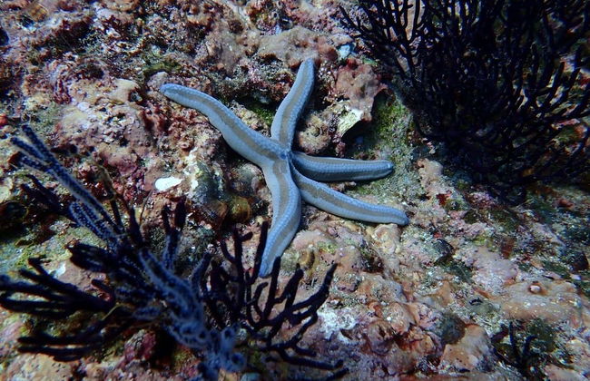 Ixtapa Zihuatanejo Beginner Scuba Diving Lesson - Photo 6