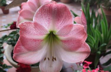 El patio de Regina - Foto 41