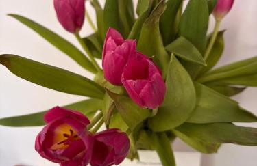 Forest Mood - Foto 18