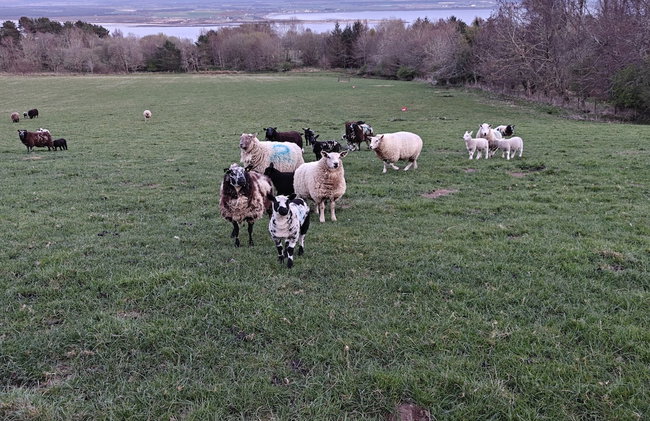 Pleasant Point Holiday Cottages - Foto 114