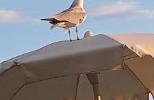 Trilocale Margine Rosso - Foto 41