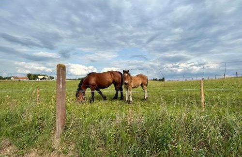 Koniec Świata Stare Sady - Foto 73