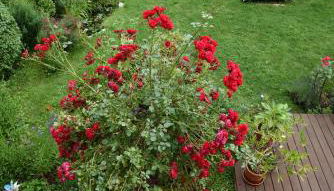 Ferienwohnung am Wasserschloss - Foto 3, Garden