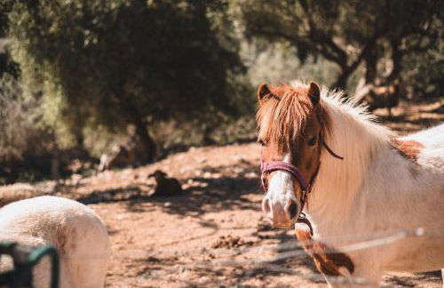 Sa Pedrissa - Foto 33