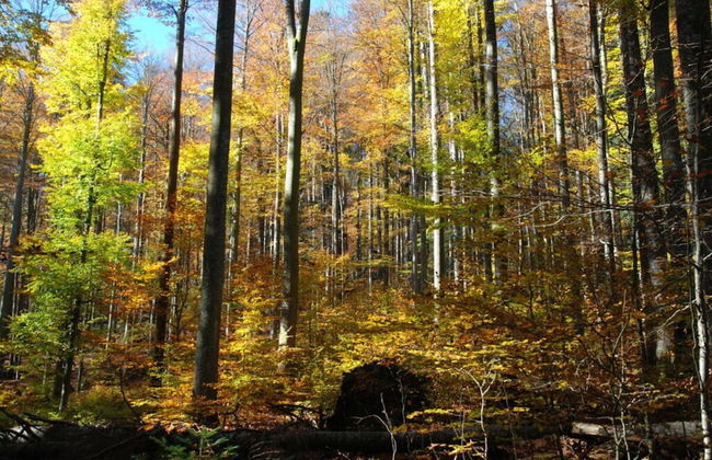 Attractive Apartment in Haidmuhle - Foto 5