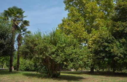 Nikola's Garden - Foto 29