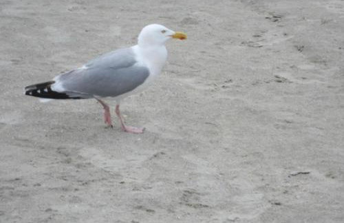 Holiday Home mit Garten und Terrasse by Interhome - Foto 29