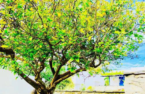 Limni No 3 self catering apartment - Foto 40