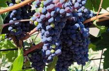 Nika Vacation House - Foto 26