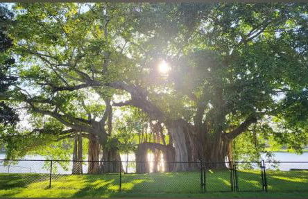 Golden Twilight 1 bed Pet-friendly, Large backyard - Foto 26