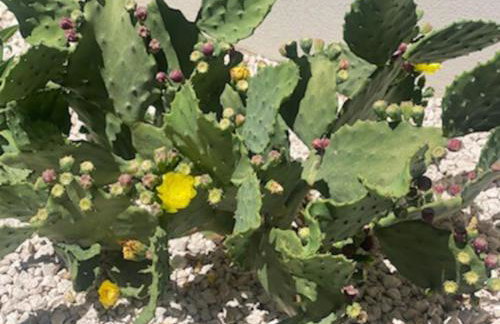 VillaCadière Vue Mer et Vignes Piscine à débordement - Foto 46