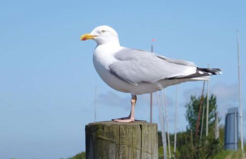 Beekeeper's Cottage - Foto 25