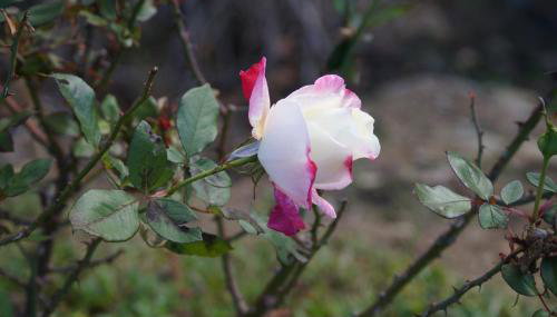 Agriturismo Bonzalone - Foto 4