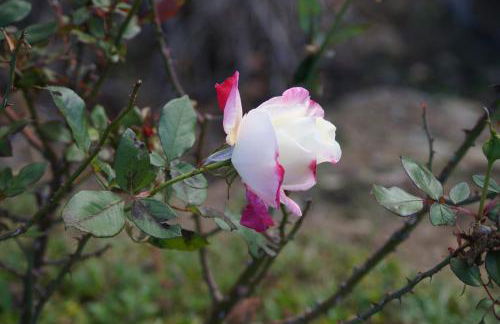 Agriturismo Bonzalone - Foto 4