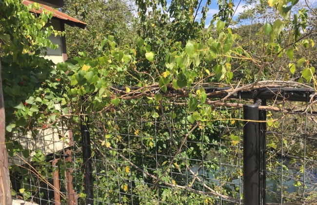 Frio Springs Lodges - Photo 27