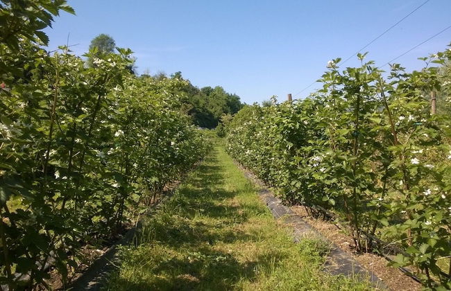 Agriturismo Terra e Lago d'Iseo - Foto 33