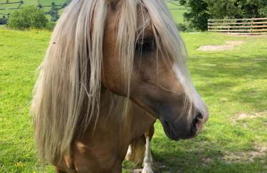 The Peacock Shepherds Hut at Hafoty Boeth - Photo 58