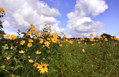 Bliesgau Apartment - Foto 17
