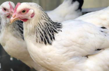 Al Giardino Degli Etruschi - Foto 51