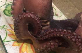 Aspra al delfino blu - Foto 15