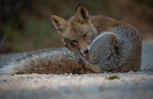 CASA RURAL REVOLCADORES - Foto 39