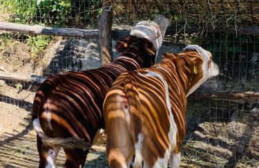 Il Giardino Dorato - Foto 56